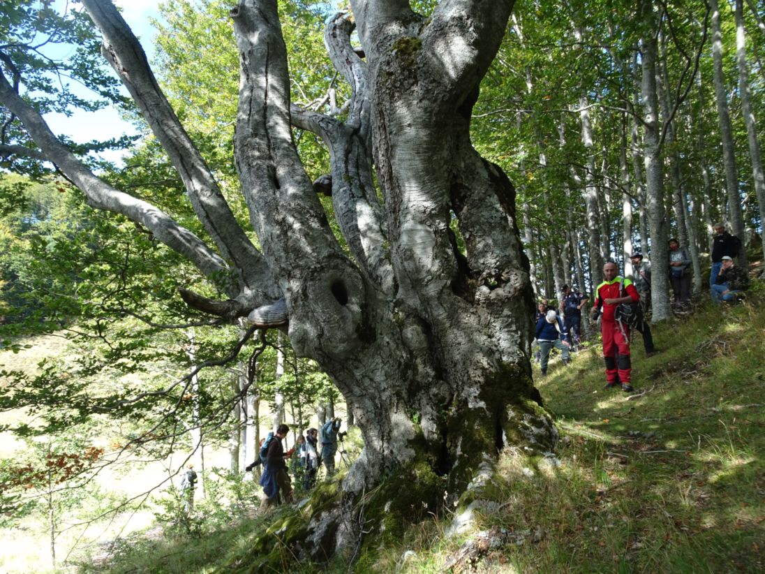 Faggio_1_Pratignano_Fanano(10)